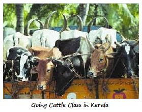 Cattle meaning